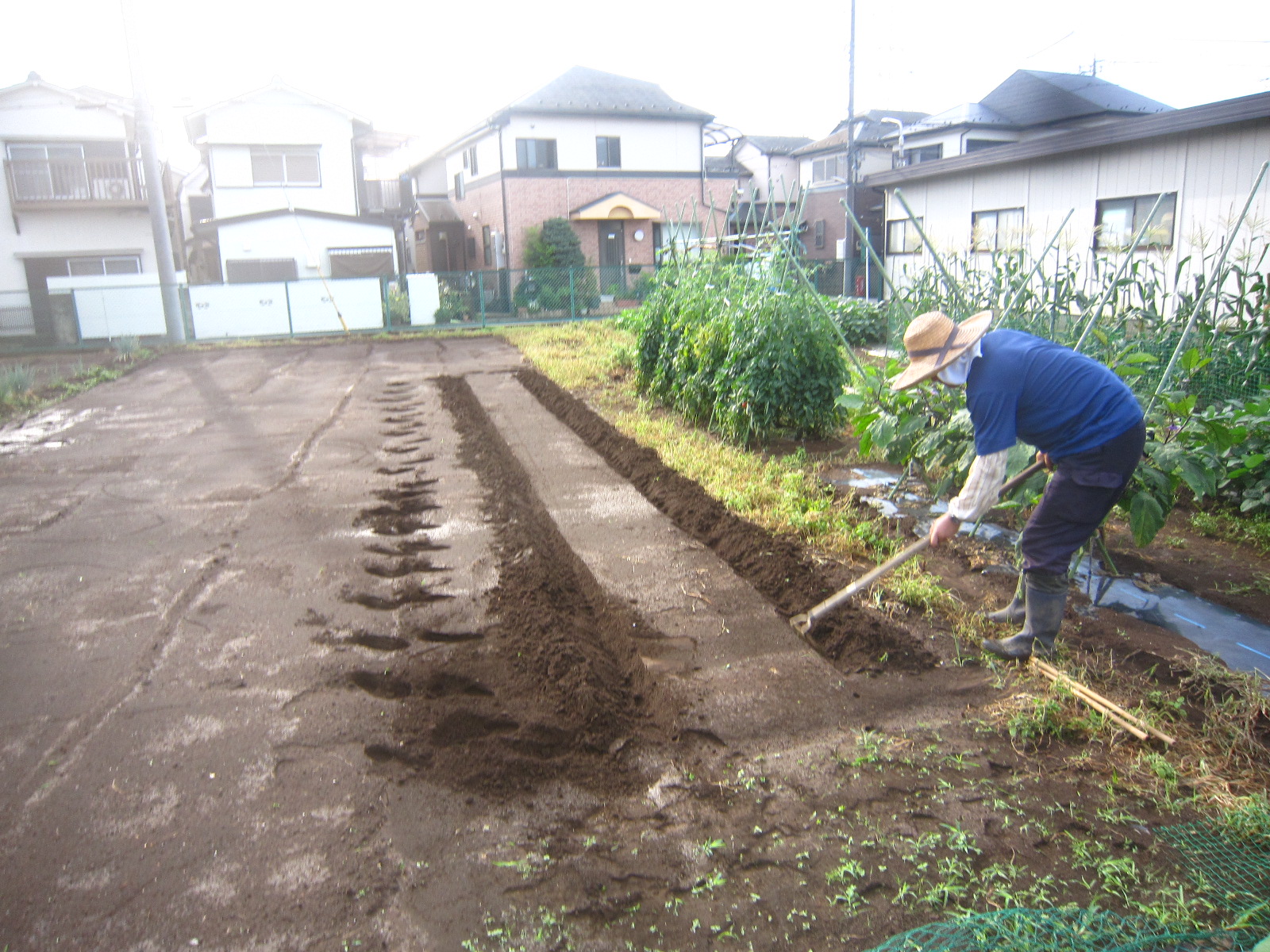 「苗床」と「定植」