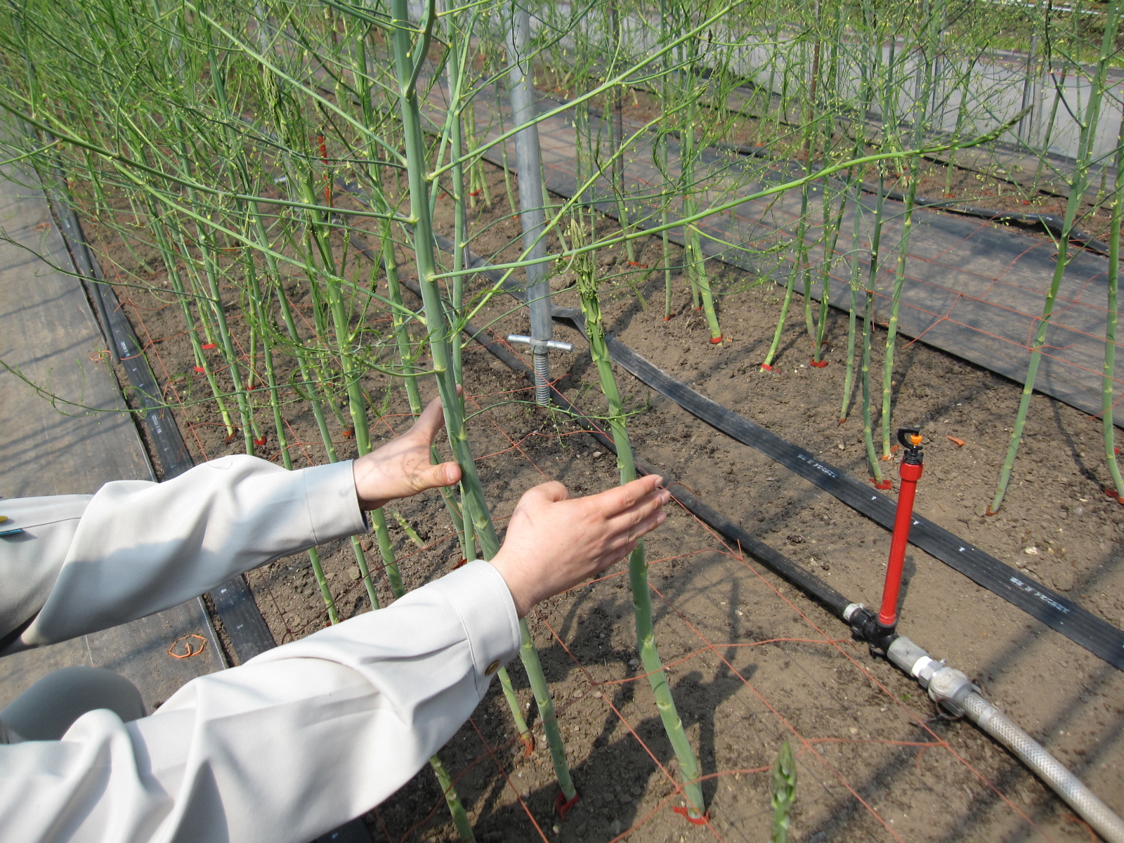 山口物産 大豆ブログ アスパラの栽培方法